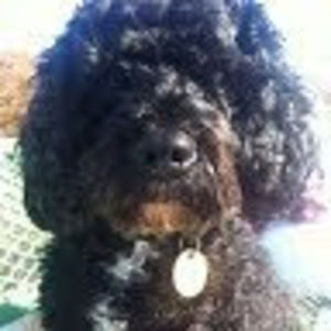 Meet your Posher, Harry